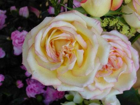 rose mixée en duo